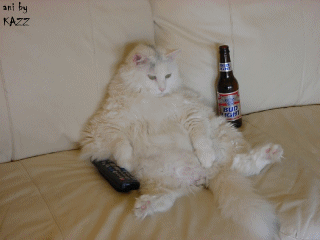tvcat